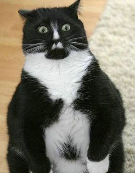 Ten Pictures of Surprised Cats That Might Well Surprise You!