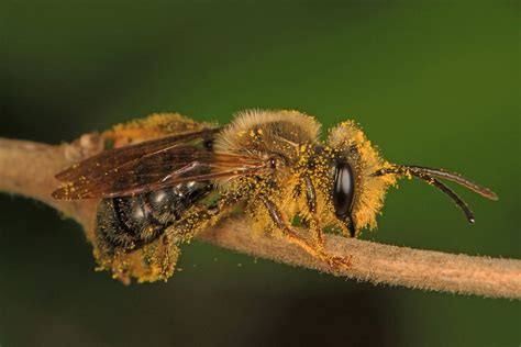 Maryland Native Wildlife: Mining Bees