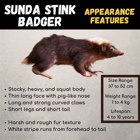 Sunda Stink Badger (Mydaus Javanensis): All Amazing Facts About Them ...