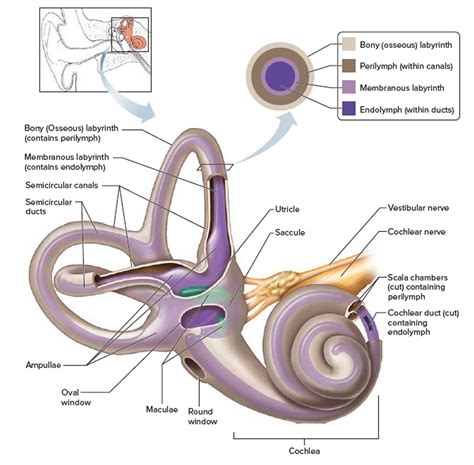 Vestibular system, anatomy, function & vestibular system disorders