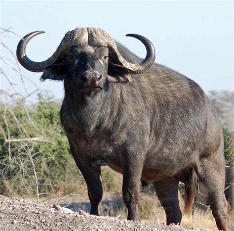 Animal Free Wallpapers: Animal African Buffalo Free Wallpapers