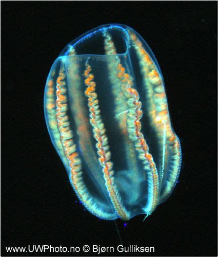 ctenophora species | ctenophora dryodora glandiformis species beroe | Sea creatures, Underwater ...