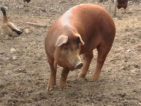 Red Wattle Pig- tasty, good mothers, pasture hardy, bacon type | Pig ...