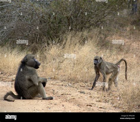 Baboon mating hi-res stock photography and images - Alamy