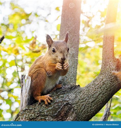 Squirrel eating nuts stock photo. Image of chipmunk, animal - 63844956