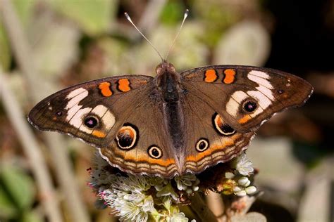 IMG_0221 Buckeye Butterfly | Buckeye butterfly, Caterpillar art, Butterfly photos