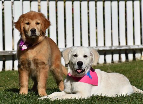 Golden Meadows Retrievers - Golden Retriever Puppies for Sale in Moorpark, CA | AKC Marketplace