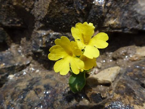 Primula auricula - D'arcy and Everest