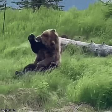 Another Day, Another Bear Practicing Kung-Fu With A Log - Geekologie