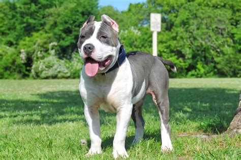 Blue American Bully Info, Pictures, Genetics, Facts, FAQ & More