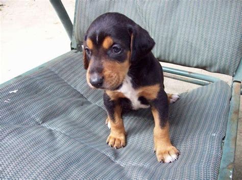 Beagleman (Doberman Pinscher-Beagle Mix) Info, Puppies, Temperament ...