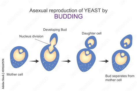 Asexual reproduction of yeast by budding.Diagram shows steps of budding ...