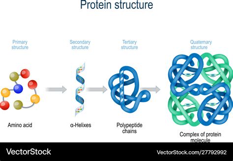 Levels protein structure from amino acids Vector Image