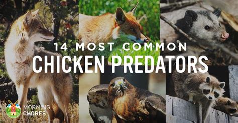 Identifying 14 Common Chicken Predators (and How to Protect Them)