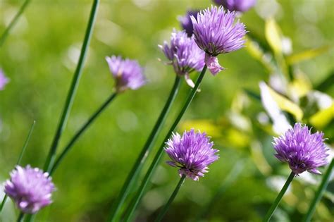 Garlic Flowers » More Than a Pretty Flower