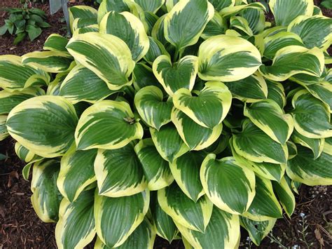 Humble hosta - Indiana Yard and Garden - Purdue Consumer HorticulturePurdue University Indiana ...