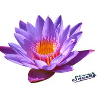 Water Lily Clip Art Water Lily Png Transparent Images - vrogue.co