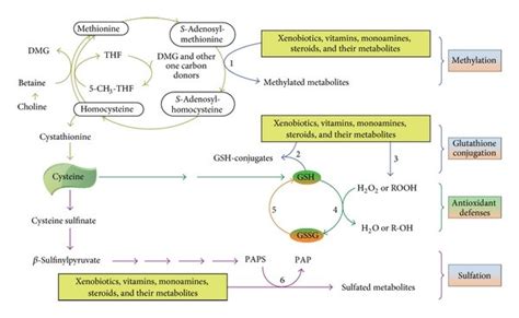 Role of methyl groups and sulfur amino acids in the detoxification ...