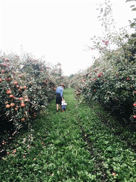 Emily Netz: a visit to the apple orchard