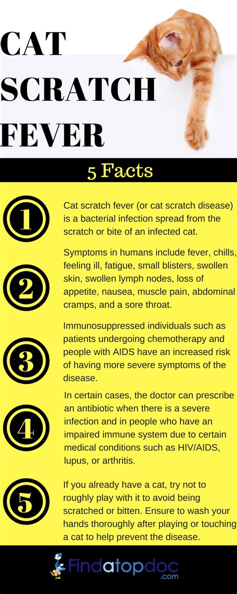 Cat Scratch Fever: Symptoms, Causes, and Treatment