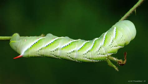 Carolina Sphinx Moth Caterpillar 2 by natureguy on DeviantArt