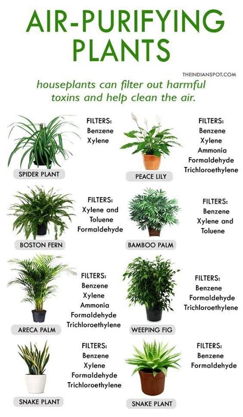 Air purifying plants | Plants, Inside plants, House plants indoor