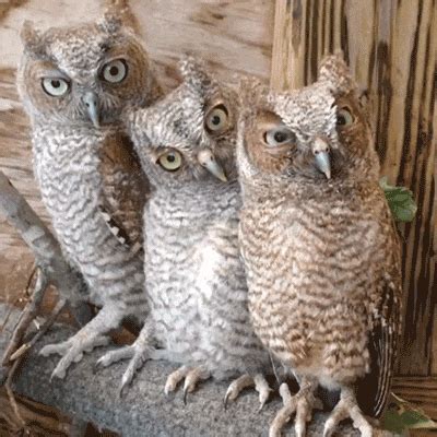 Owl GIF - Find & Share on GIPHY