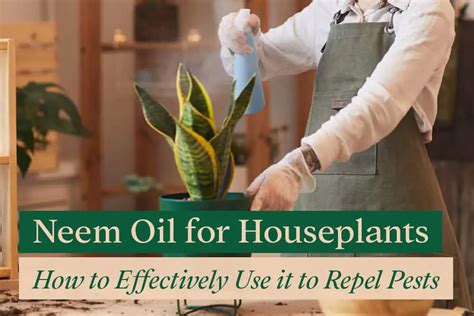 Neem Oil for Houseplants: How to Effectively Use it to Repel Pests