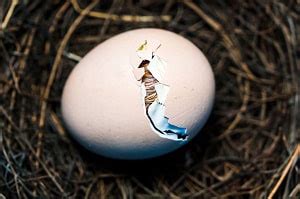 How to Take Care of a Bird Egg? - Things You Should Do