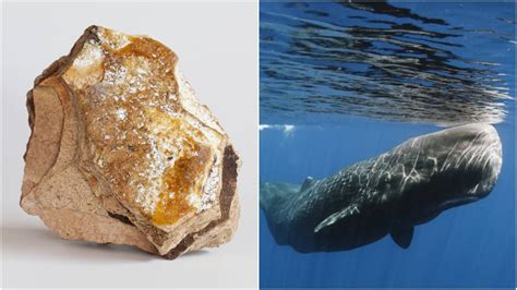 UP: Whale Vomit, A Valuable Perfume Ingredient, Worth 10 Crores Seized ...