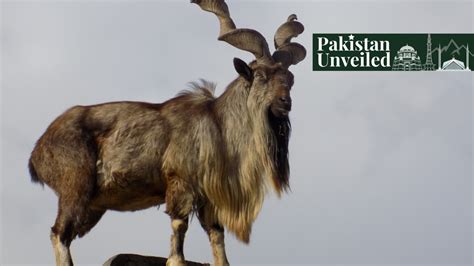 Markhor, the National Animal of Pakistan - Paradigm Shift