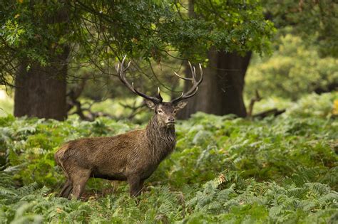 Download Depth Of Field Fern Animal Deer HD Wallpaper