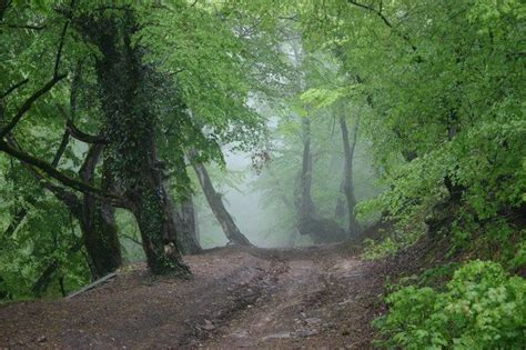 a dirt road surrounded by trees and fog