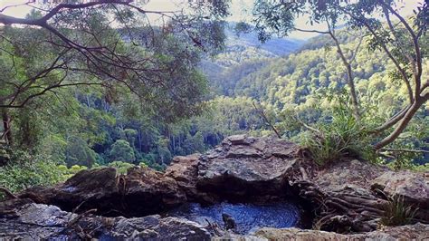 Queensland Ancient Rainforests: Springbrook - A Bohemian's Guide to the ...