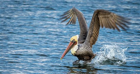 California Brown Pelican: Mysterious Deaths Despite DDT Ban | Palos ...