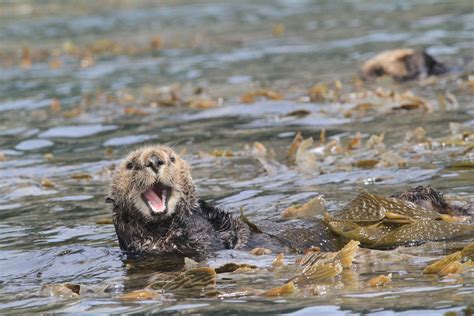 Feds Consider Delisting Southern Sea Otter as Protected Species - The Santa Barbara Independent