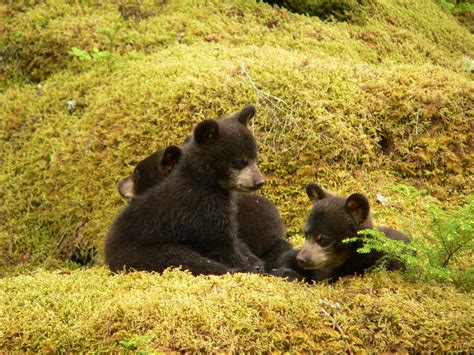 The Amazing things you could be doing at Yellowstone Bear World | Yellowstone Bear World