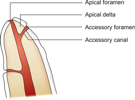 Apical Foramen