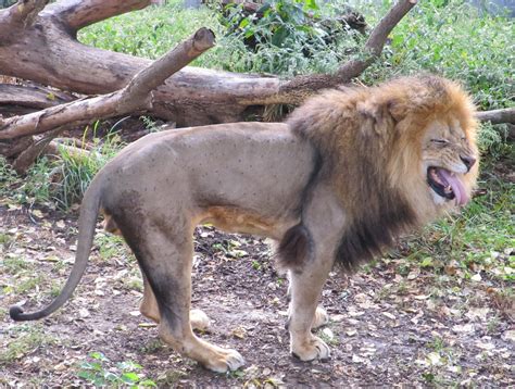 Funny Face Lion Free Stock Photo - Public Domain Pictures