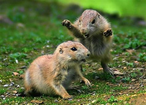 Scary chipmunk attacks