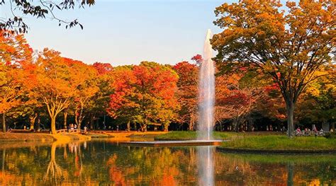 Yoyogi Park - The liveliest park in Tokyo