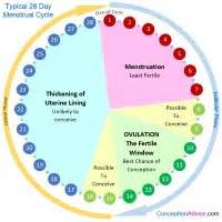 Menstrual Cycle Calendar and Phases | Conception Advice