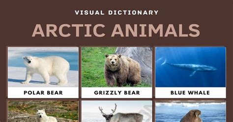 Arctic Animals: List of Arctic Animals with Interesting Facts & Pictures • 7ESL | Arctic animals ...