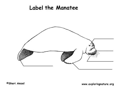 Manatee Anatomy Diagram