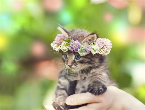 Cute Animals with Flowers to Make You Smile | Petal Talk