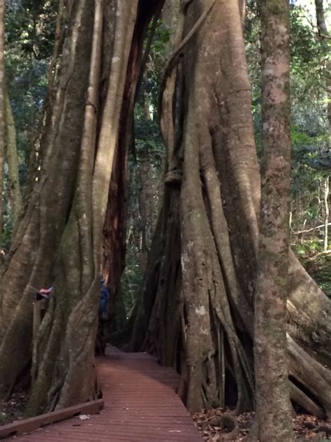 Bunya Mountains | Incredible places, Travel spot, Countries of the world