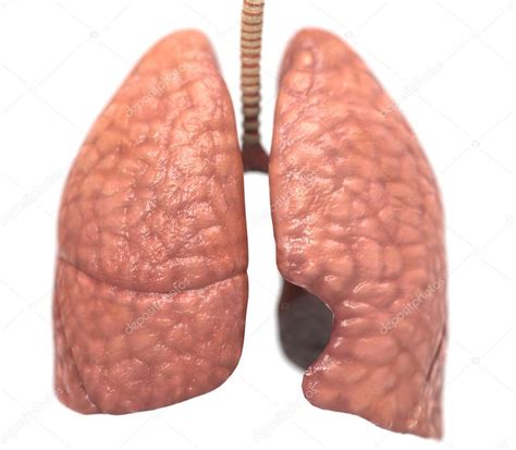 Healthy lungs Stock Photo by ©Giovanni_Cancemi 36767857