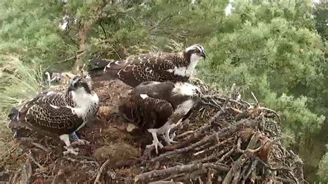 How ospreys find their way from Scotland to Africa | Scottish Wildlife ...