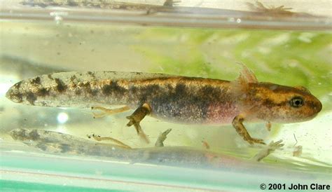 Caudata Culture Species Entry - Salamandra salamandra - Fire Salamander