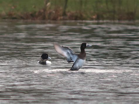 Teign Birds: Scaup